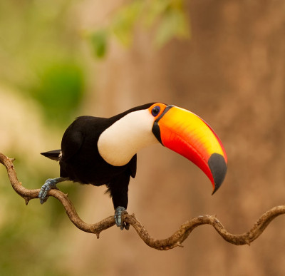 Toco Toucan