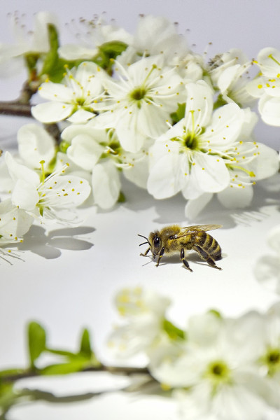 蜜蜂