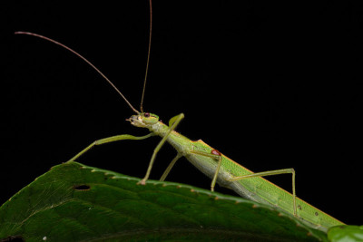 Beautiful Stick Insect  with water bubble on the g