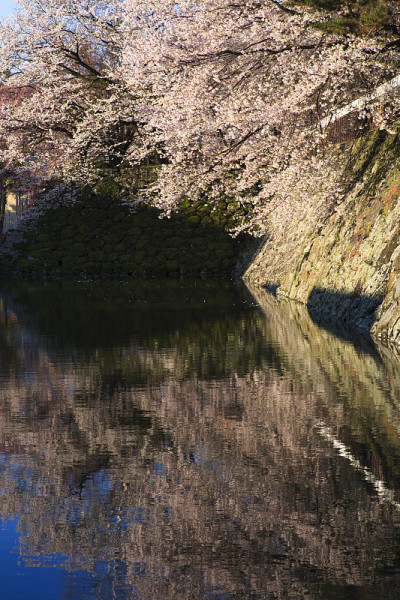 高岛城堡护城河上盛开的樱花