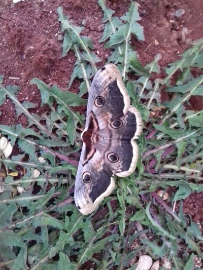 大孔雀蛾(Saturnia pyri)