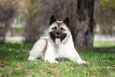 公园里的美国秋田犬