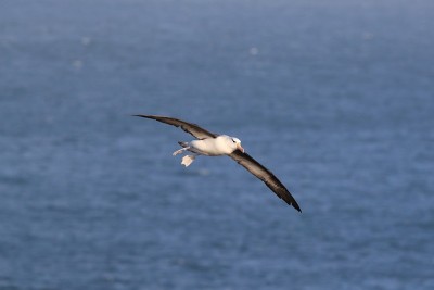 白眉信天翁(Thalassarche melanophris)或德国Mollymawk Helgol
