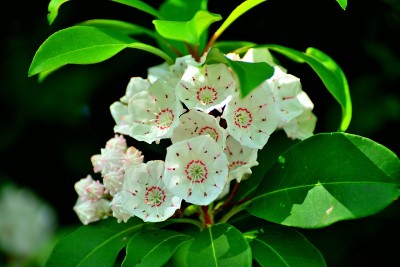 Kalmia latifolia