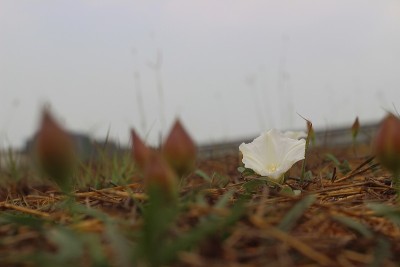 野旋花或旋花的白色花