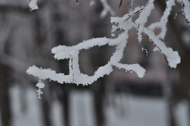 在一个下雪的十二月的早晨