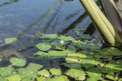 水生植物
