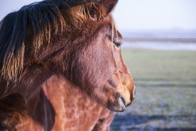 马首