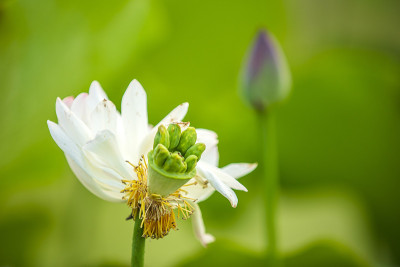莲花