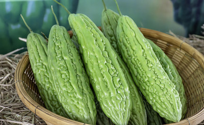 苦瓜刚从花园里的竹篮里摘出来。