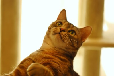 一只可爱的猫在灯光下寻找猎物。