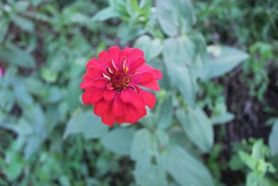 花盛开