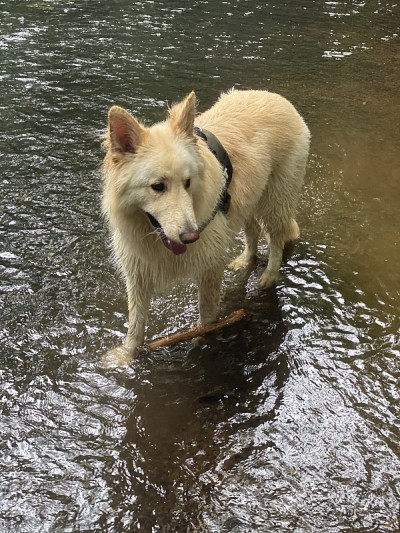 小溪中的德国牧羊犬