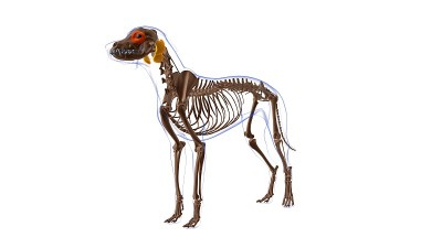 眼轮匝肌狗肌肉解剖医学概念3D