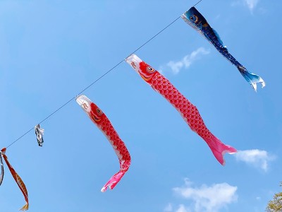鲤鱼等浮电缆
