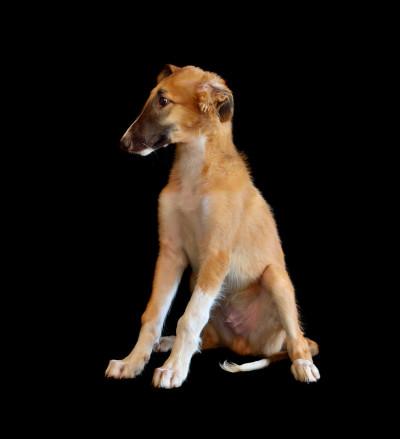 俄罗斯猎狼犬的幼犬