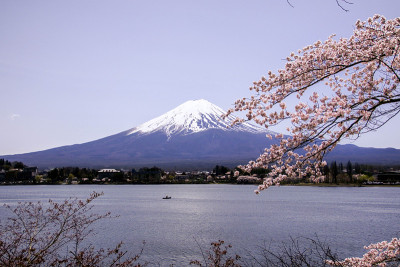 樱花盛开的日本富士山