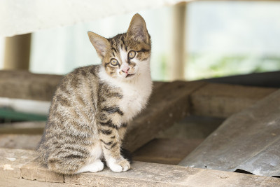 木头棚里的小流浪猫。