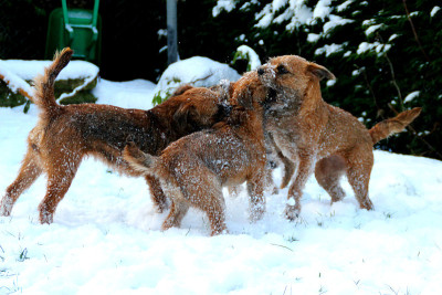三只雌性边境梗在雪地里玩耍