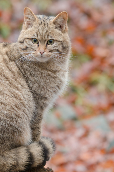 欧洲野猫