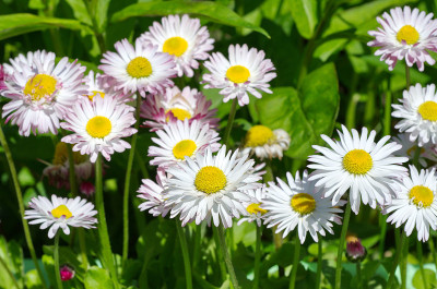 花园里有白色的雏菊