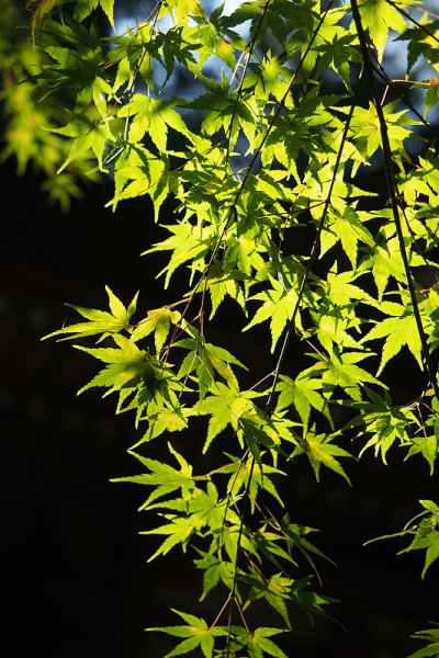 绿色,枫树,秋天