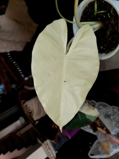 贝母白化植物