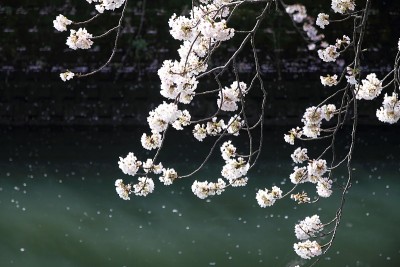 樱花和日本横滨大冈河水面