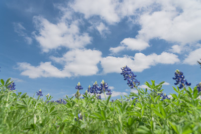 低角度特写bluebonnet花下的云蓝色的天空