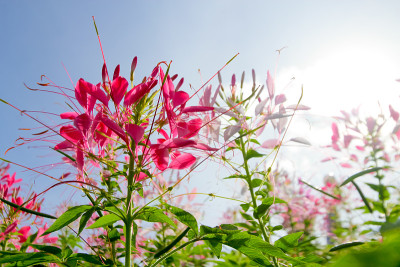 花园里的蜘蛛花