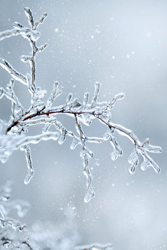 冬天结冰的树枝在雪的背景上