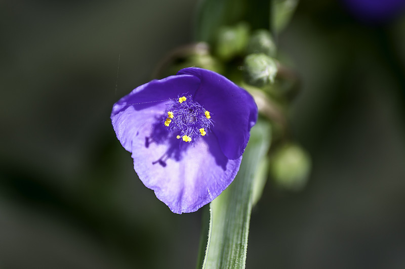 蜘蛛麦芽汁