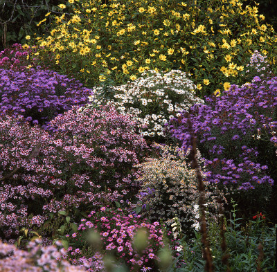 Aster