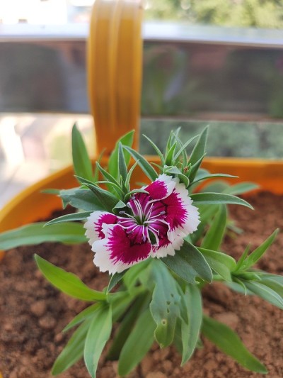 长春花或马达加斯加粉红色花