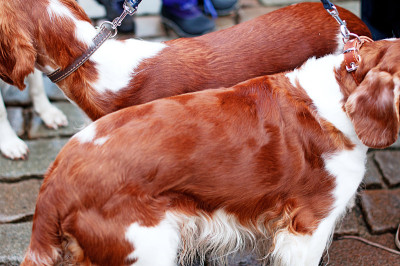 可卡犬
