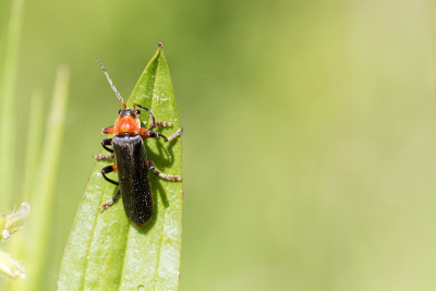 士兵甲虫——Cantharis——在叶子上