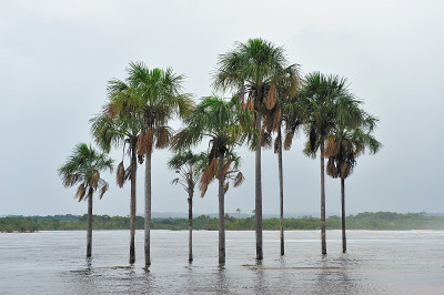 风景与棕榈树在泻湖