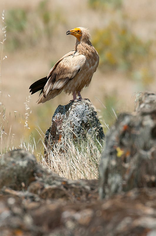 埃及秃鹫(Neophron percnopterus)，西班牙，肖像栖息在岩石上