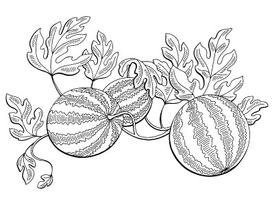 西瓜图形灌木植物黑白孤立素描插图向量