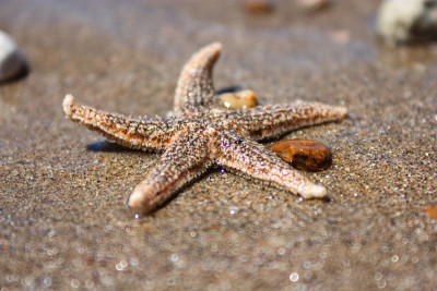 海星(种Asterias rubens)与砾石，近景海岸沙滩后的潮汐
