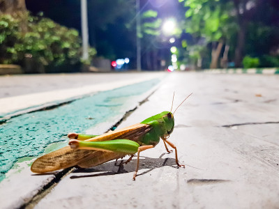夜晚的蚱蜢和公园里的灯光。