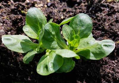 Lettuce,茴香,