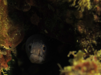 海鳗