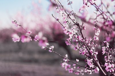 开花。