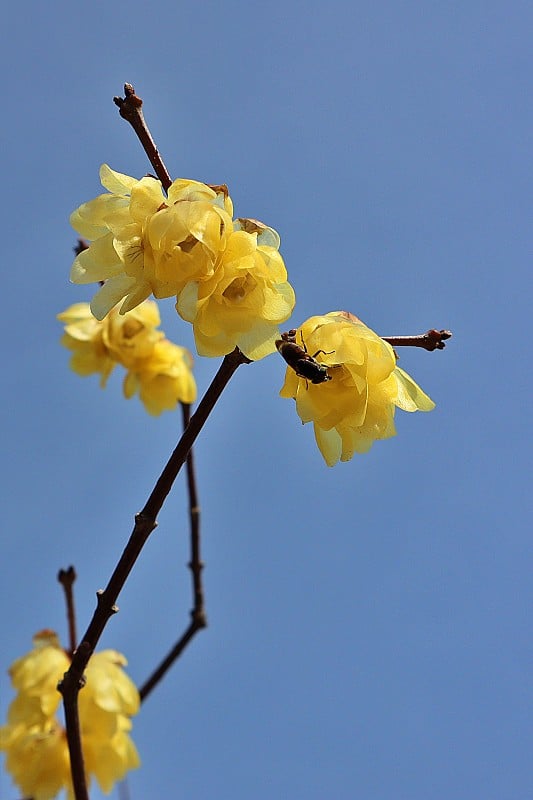 “蜡梅”像蜡像