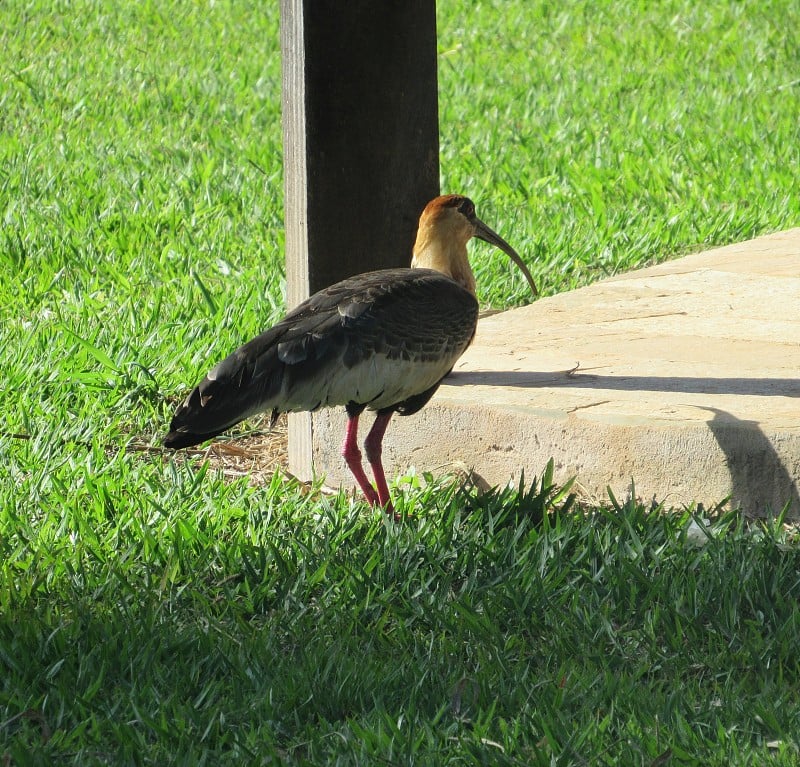 黄颈朱鹭(Theristicus caudatus)，被称为“curucaca”