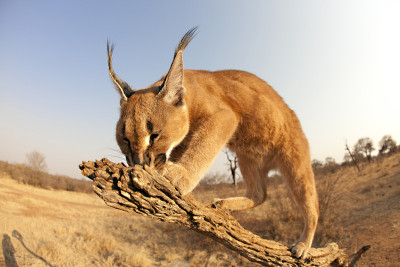 卡拉卡尔 （山猫）