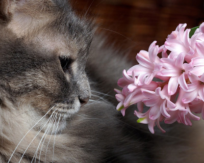 猫的肖像