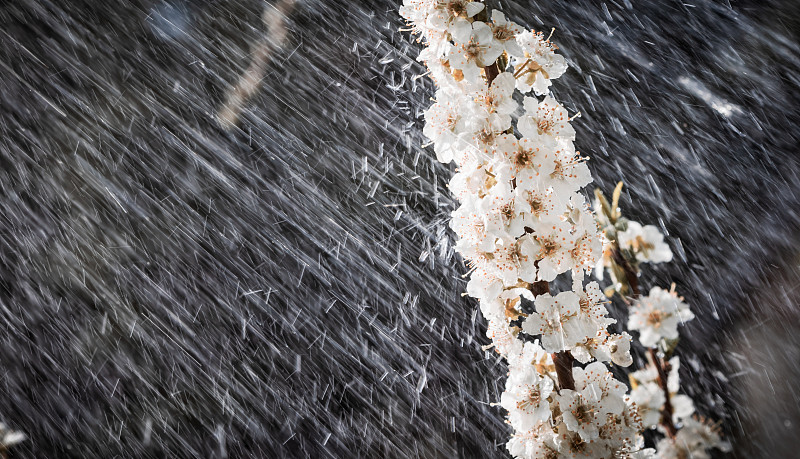 春雨在花园里