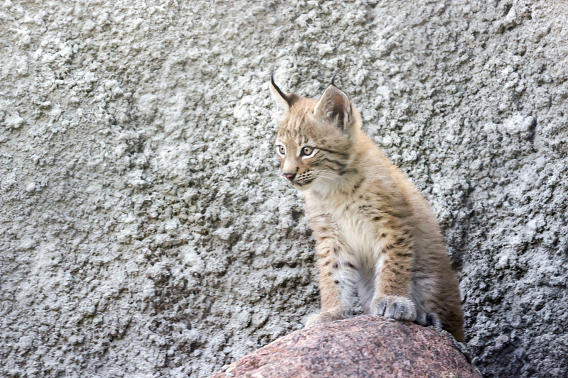 一只北方猞猁的幼崽正在西伯利亚一座废弃建筑的台阶上玩耍